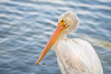 Close-up of a white pelican. 