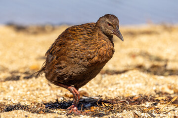 Weka Endemic Rail of New Zealand