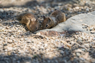 Small squirrels looking for food.