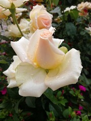 pink rose in the garden