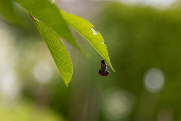 two ladybirds make hanging love .