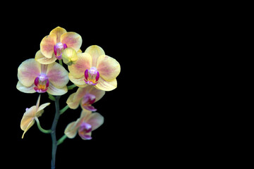 Fototapeta na wymiar Flowering branch of yellow orchid, isolate on black background with copy space.