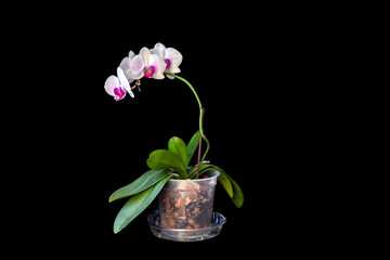 Naklejka na ściany i meble Delicate white-pink orchid in a pot, isolate on a black background with copy space.
