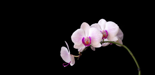 Delicate white-pink orchid, isolate on a black background with copy space. Floral card.