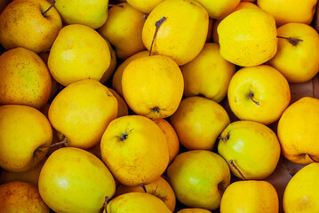 Lots of yellow apples in a box. Texture of round apples close up. Sale of fruit at the market and supermarket.