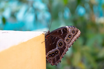 Macro photo close up of a butterfly sitting