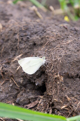 Macro photo close up of a white butterfly sitting on the ground