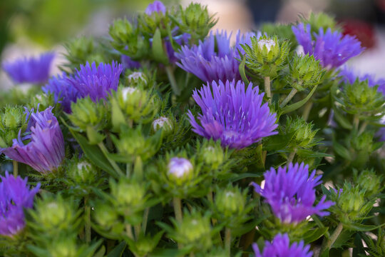 Close up of blooming blue Stokesia laevis 