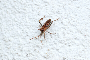 Western Conifer Seed Bug Coreoides Leatherbugs, Coreidae Leaf-footed Bugs, Coreinae Anisoscelini Leptoglossus occidentalis