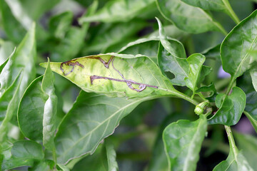 Pepper plant leaf damaged by  leaf miner, is a species of insect, a fly in the family Agromyzidae.