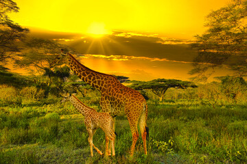 Giraffen im Nationalpark Tsavo Ost, Tsavo West und Amboseli in Kenia