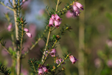 Irish heath pink flowers