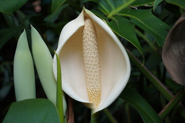 White flower of Monstera, close up.  Monstera delicacy or attractive monstera (lat. Monstera deliciosa), a large liana of the Aroid family (Araceae). © Svetlana Parshakova