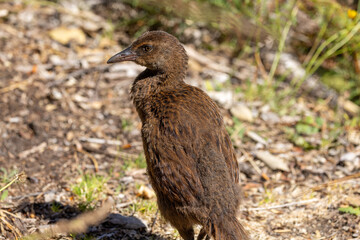 Obraz premium Weka Endemic Rail of New Zealand