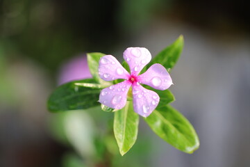 Transparency flowers and leaves on sunbeam in the morning