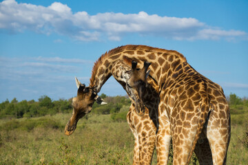 Giraffen im Nationalpark Tsavo Ost, Tsavo West und Amboseli in Kenia