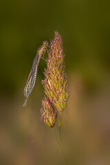 damselfly