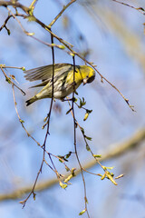 Siskin (Carduelis spinus)