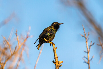 Common Starling perched on a tree branch