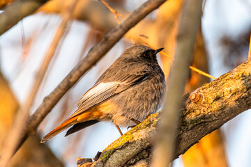 Common Redstart perched on a tree branch