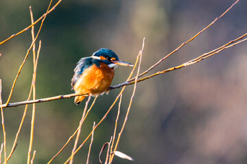 Common Kingfisher perched on a tree branch