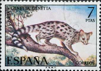 Spain - circa 1972: a postage stamp from Spain, showing a Common Genet (Genetta genetta) Hispanic fauna