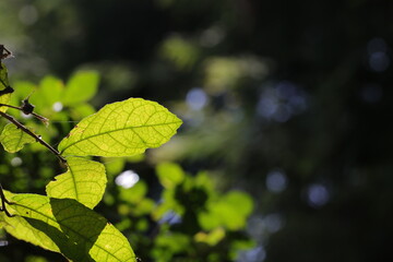 Transparent green leaves on trees in the garden