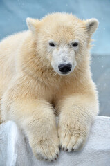 Plakat Portrait of a polar bear
