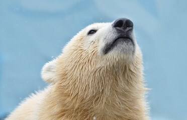 Portrait of a polar bear