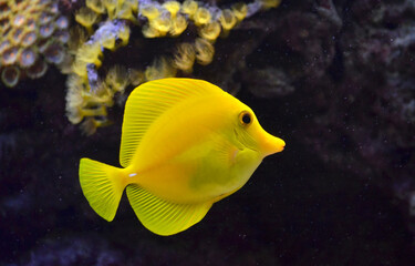 Yellow tropical fish .