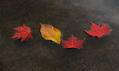 autumn leaves on the water