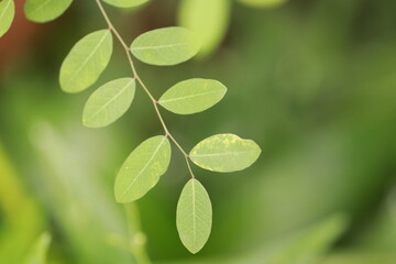 Transparent green leaves on trees in the garden