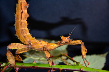 Mantis on blackberry stalk