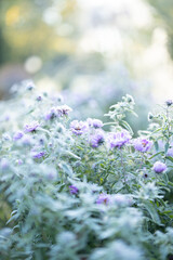 flowers in the garden