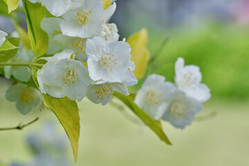 Beautiful white jasmine flowers on the bush in the garden on a blurred background. Shallow depth of field