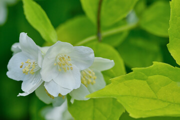 Beautiful white jasmine flowers on the bush in the garden on a blurred background. Shallow depth of field