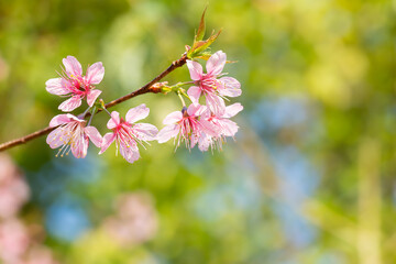 Prunus cerasoides are beautiful pink in nature 
