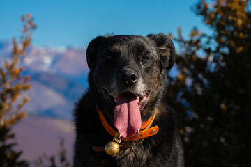 Black dog enjoying the beautiful scenes of a warm winter in the Mountains