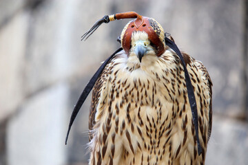 フードを被った鷹