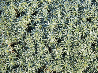 Fototapeta premium Dense silvery green leaves of Helichrysum arwae