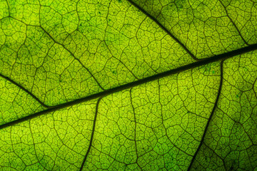 Obraz premium Green macro leaf texture,close up detail of green leaf texture, background texture green leaf structure macro photography 