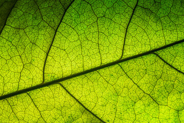 Obraz premium Green macro leaf texture,close up detail of green leaf texture, background texture green leaf structure macro photography 