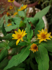 yellow flowers in the garden