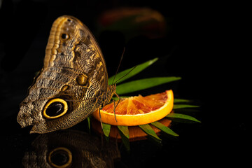 A large tropical owl butterfly Caligo drinks orange nectar. View from the side. Black glass background, reflection, place for text