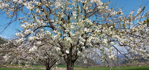 cerisier en fleurs