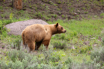wild adult black bear standing in green meadow