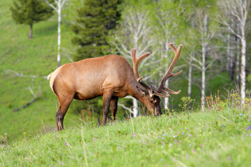 american bull elk grazing in a grassy meadow