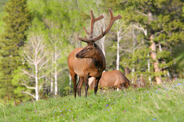 Naklejka na ściany i meble wild american bull elk standing in a grassy meadow in springtime