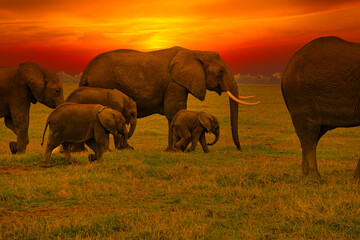 Elefanten und Sonnenuntergang im Nationalpark Tsavo Ost und Tsavo West in Kenia