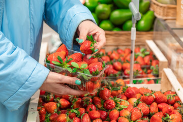 A woman chooses juicy strawberry berries in the store with a tray. Hands close-up hold berries